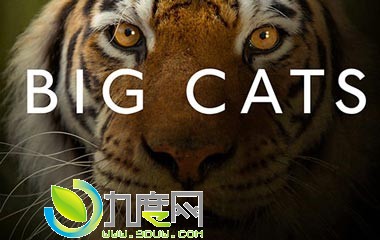 è/Big Cats鼰