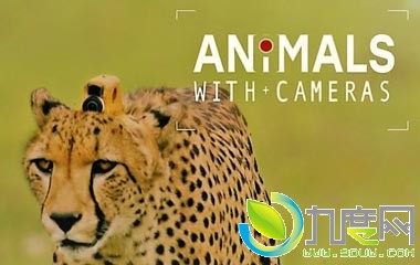 綯Ӱ,Animals with Cameras½